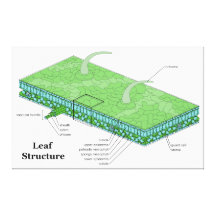 Plant Leaf Tissue Structure Diagram Stretched Canvas Prints