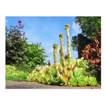 Plant Plinths ~ postcard
