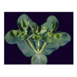 Plant Weedy Bouquet Post Card