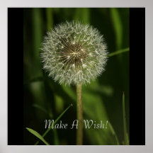 Plants and Water Imagery Poster