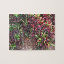 Plants Puzzles