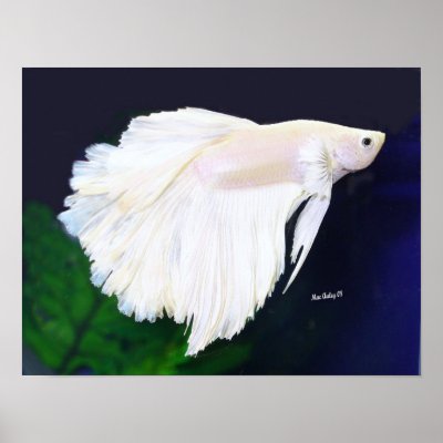 beautiful rare colour Platinum Betta fish poster by, Karen Mac Auley