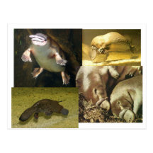 Platypus Panorama Postcard