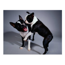 Playful Boston Terriers Postcard