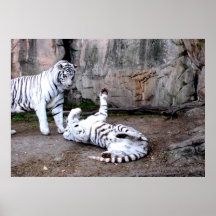 Playful White Tigers poster