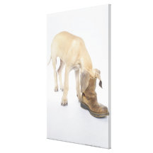 playing,friendly,curiosity gallery wrap canvas