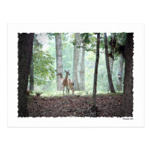 Playing in the Woods Postcards