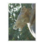 Plaza Horse Canvas Prints