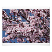 Plum Blossoms Photograph