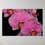 Plum Phalaenopsis flowers Print