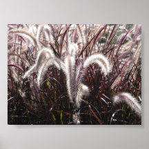 Plumage Poster