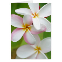 Plumeria Frangipani Hawaii Flower Customized Blank Card