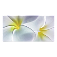Plumeria Frangipani Hawaii Flower Customized Blank Photo Cards