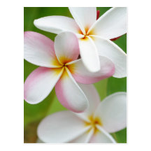 Plumeria Frangipani Hawaii Flower Customized Blank Post Cards