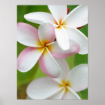 Plumeria Frangipani Hawaii Flower Customized Blank Print