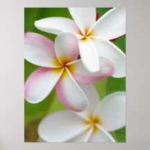 Plumeria Frangipani Hawaii Flower Customized Blank Print
