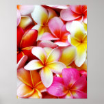 Plumeria Frangipani Hawaii Flower Customized Print