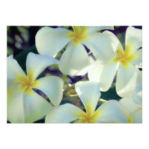 Plumeria in Moon Glow Invitation