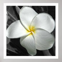 Plumeria Print