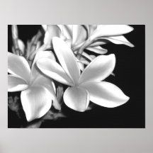 Plumeria Posters