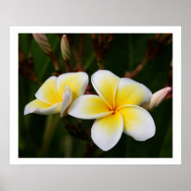 Plumeria Print