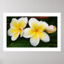 Plumeria Trio Print