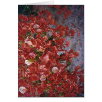Poinciana, Darwin. Greeting Card