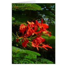 Poinciana Tree Blossoms Greeting Cards