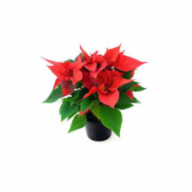 Poinsetta In The Pot Cut Outs