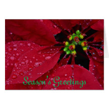 Poinsetta Season's Greetings Card