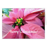 Poinsettia Christmas Greeting Card