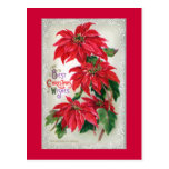 Poinsettias Postcard