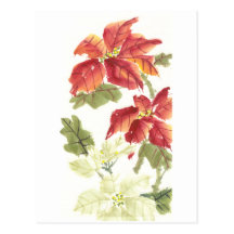 Poinsettias Postcard