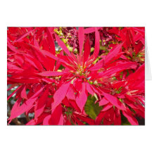 Pointsettias in San Diego Card