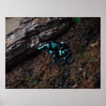 Poision Dart Frog Poster