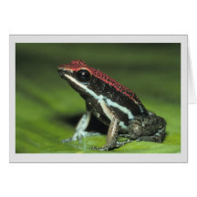 Poison Dart Frog Card