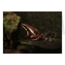 Poison Dart Frog Cards