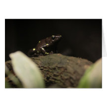 Poison Dart Frog On Rock Greeting Cards