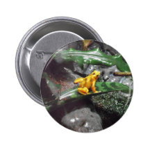 Poison Dart Frog Photo Pinback Buttons