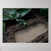 Poison Dart Frog Posters