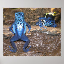 Poison Dart Frogs Posters
