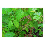 Poison ivy with flowers card