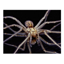 Poisonous menacing recluse spider post card