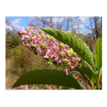 Pokeweed flowers ~ postcard