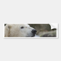 Polar Bear Bumper Sticker