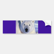 Polar Bear Bumper Stickers