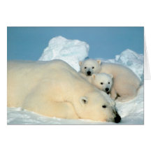 Polar Bear & Cubs by Steve Amstrup Card