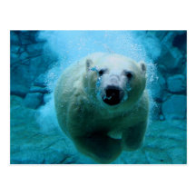 Polar Bear In Water Post Cards