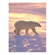 Polar Bear Morn 3 Postcards