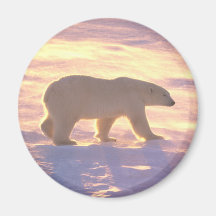 Polar Bear Morn 3 Refrigerator Magnets
